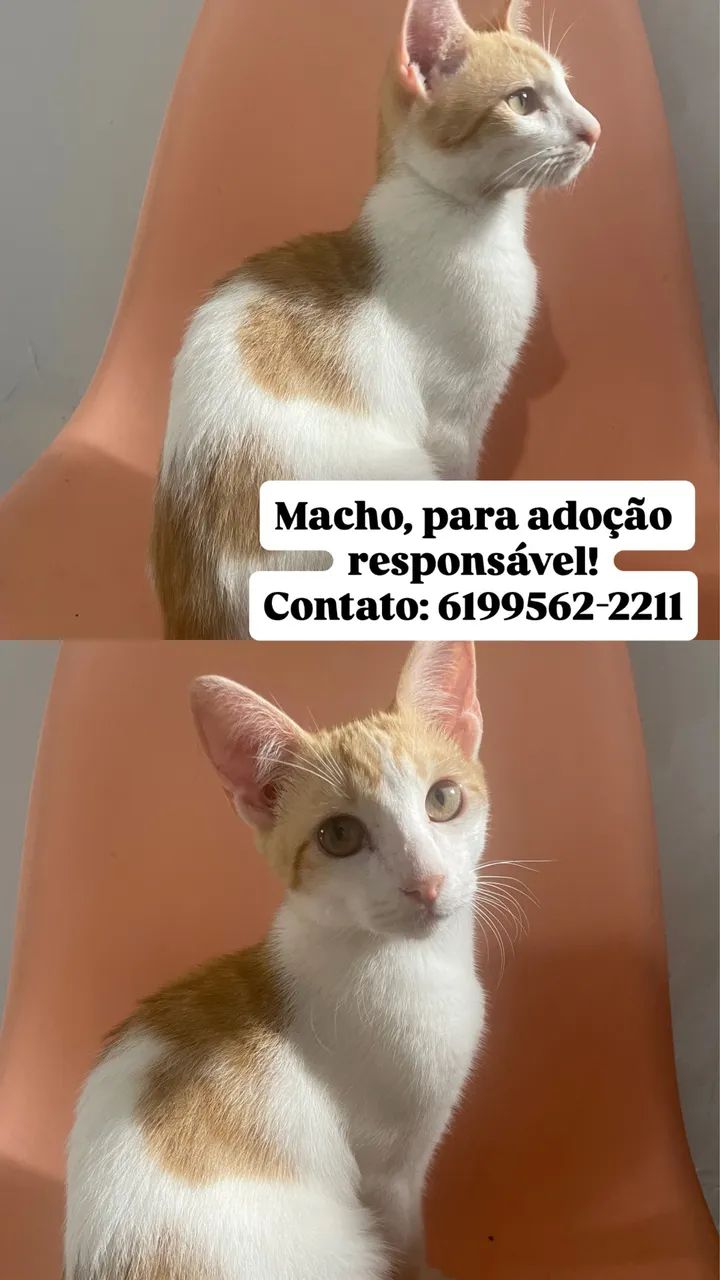 Gatos para adoção  - Foto 3