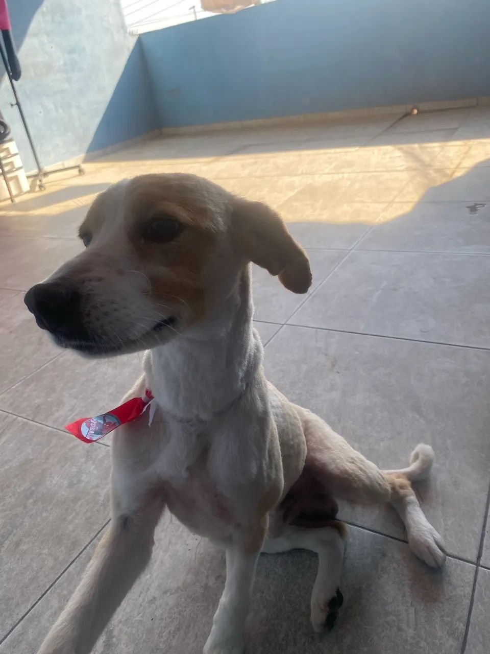 Pet em doação  - Foto 2