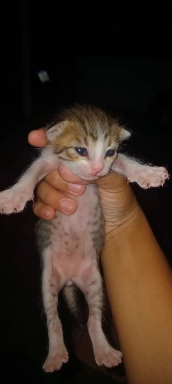Gatinhos pra doação  - Foto 3
