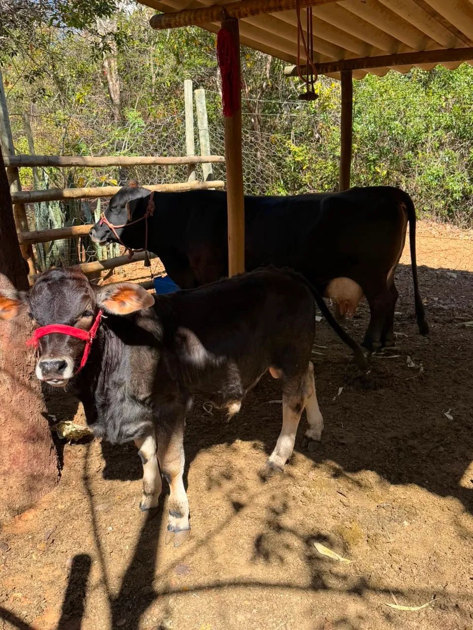 Mini vaca e bezerro  - Foto 4