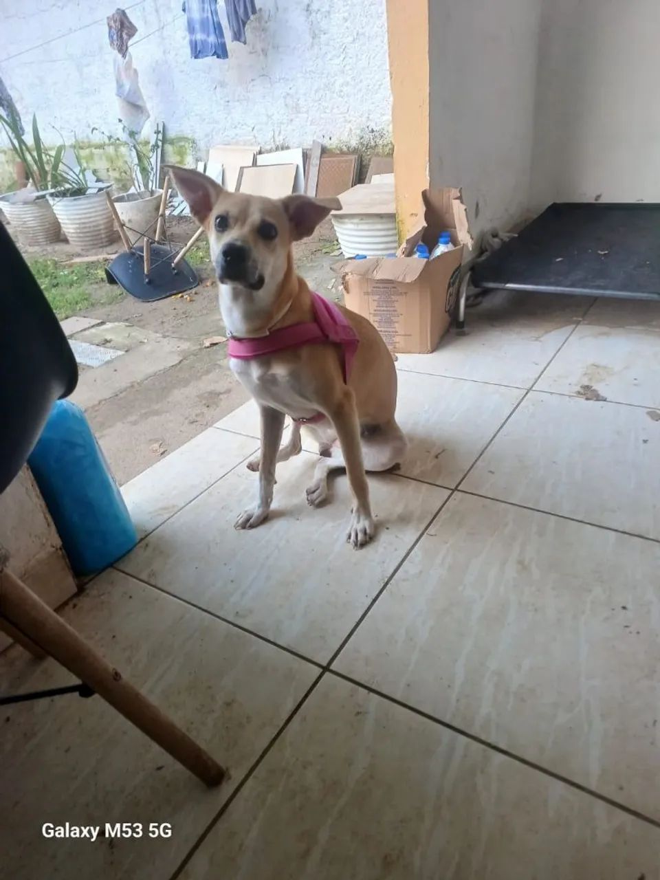 ADOÇÃO  - Foto 3