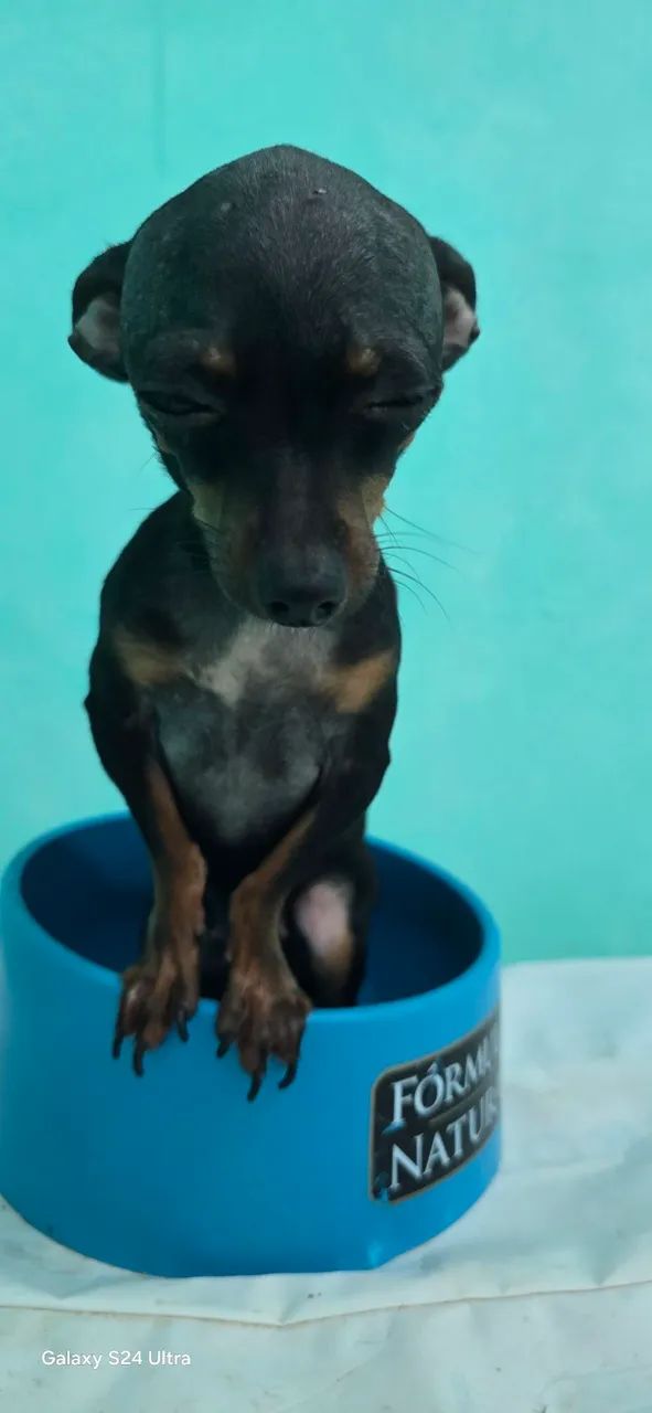 Pinscher  - Foto 2