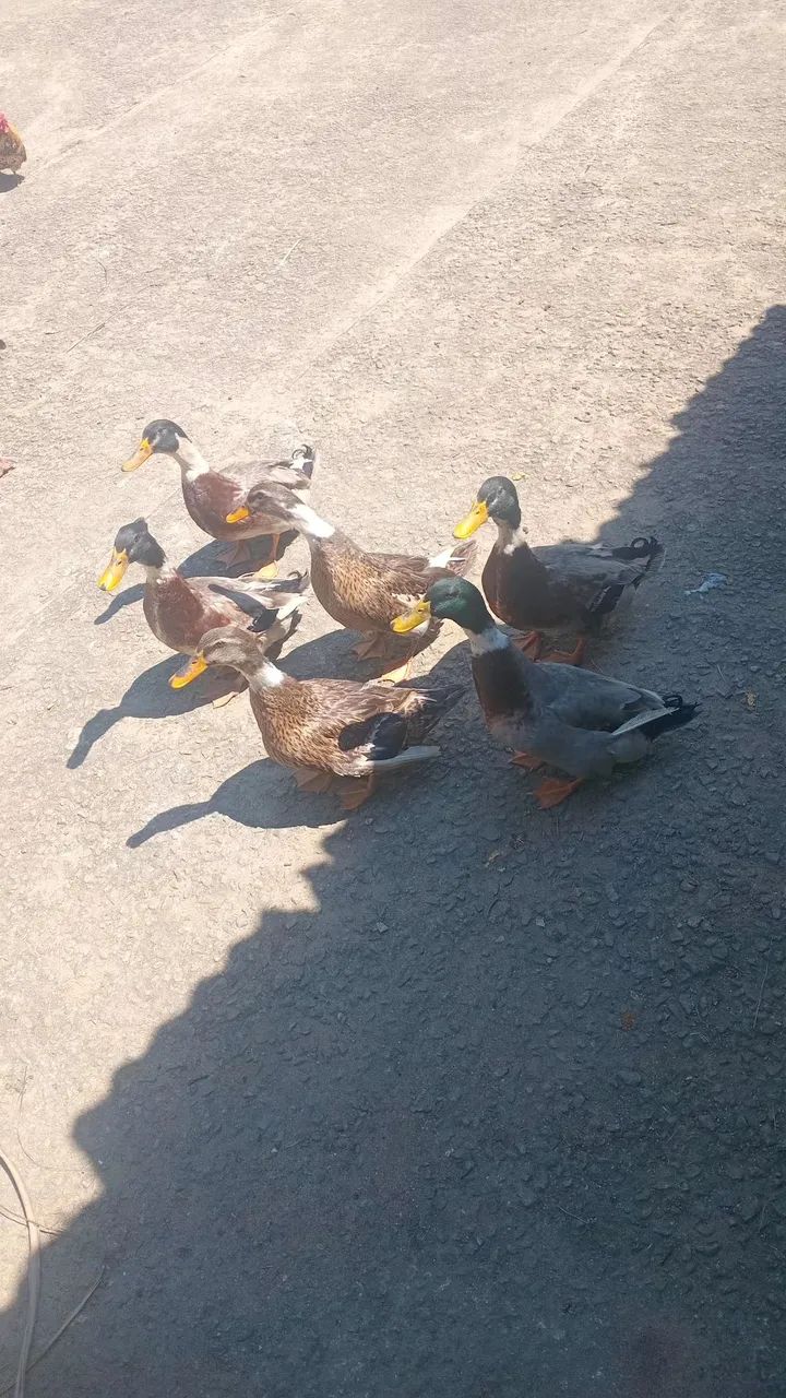 Bixos - Foto 4