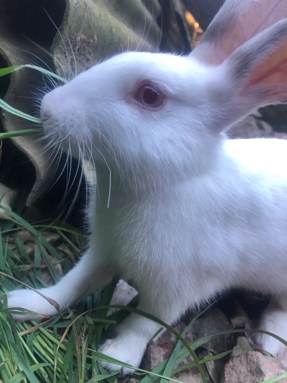 Coelho 