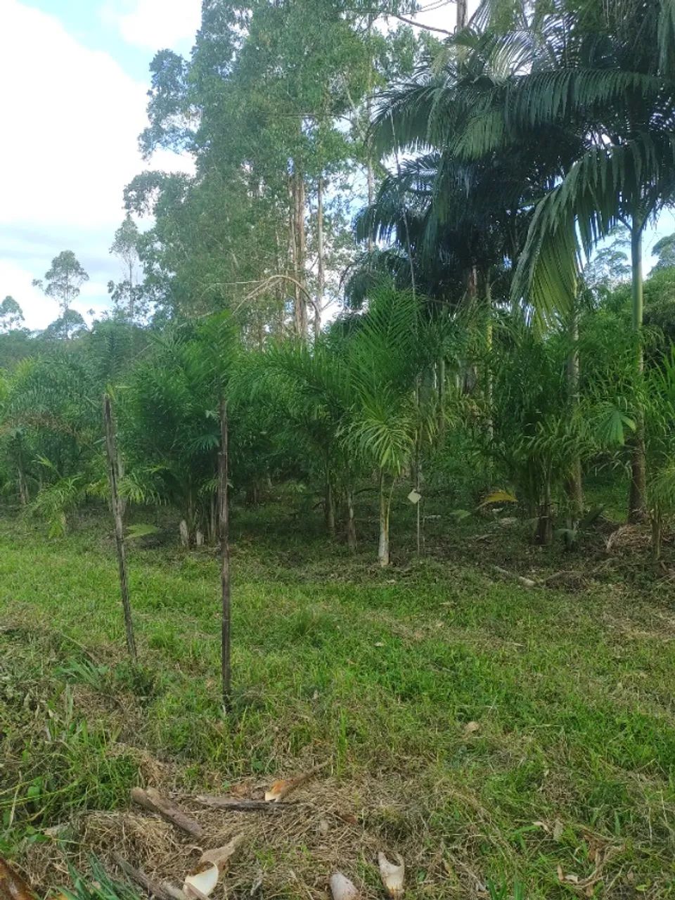 SÍTIO 5 ALQUEIRES COM PUPUNHA, MACADAMIA E CAFÉ  - Foto 5