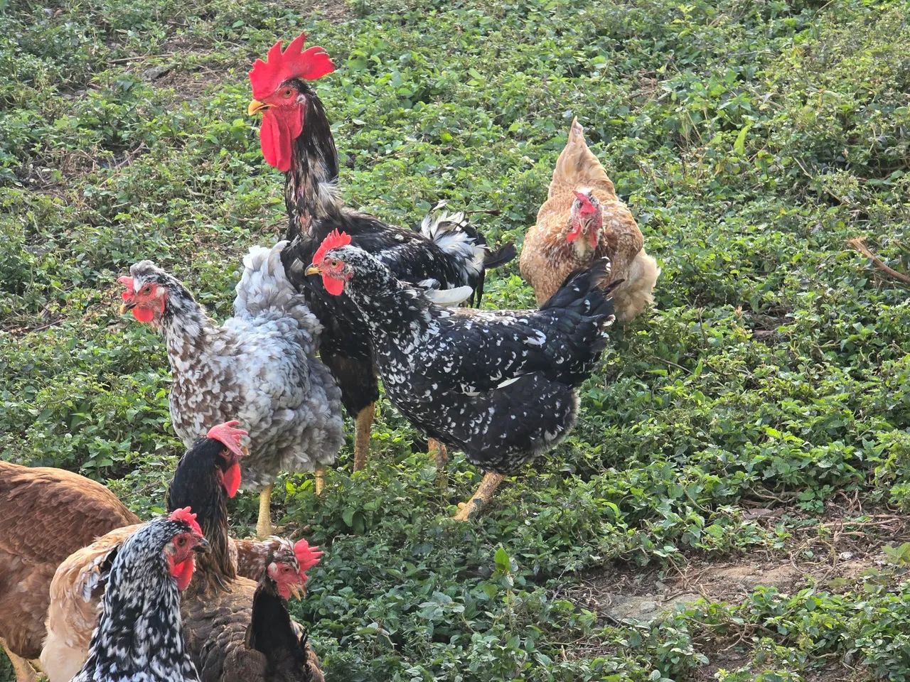 Ovos e pintinhos GSB disponivel  - Foto 4