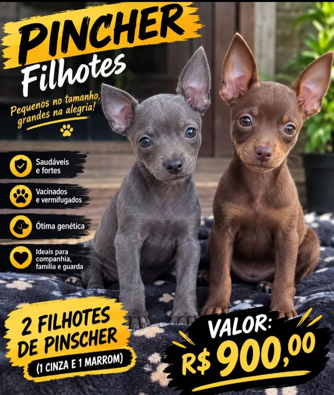Pinther macho vacinado