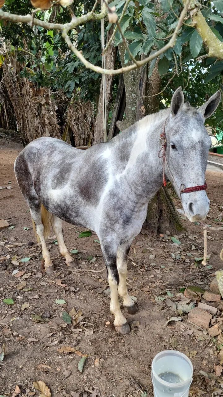 Vende-se égua  - Foto 6