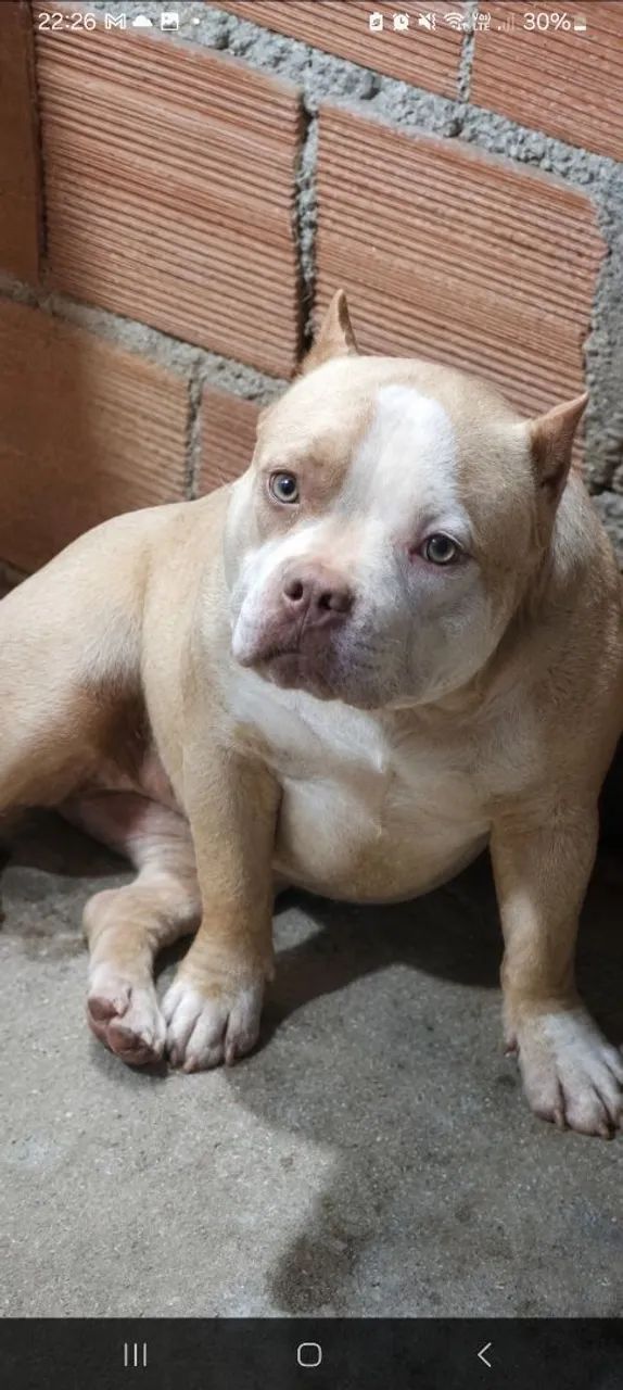American bully  - Foto 3