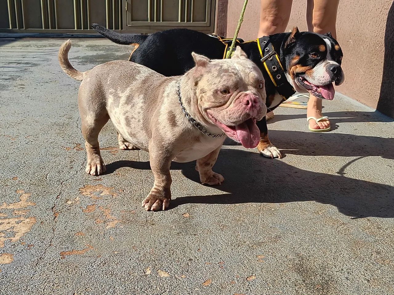 Américan Bully micro. - Foto 3