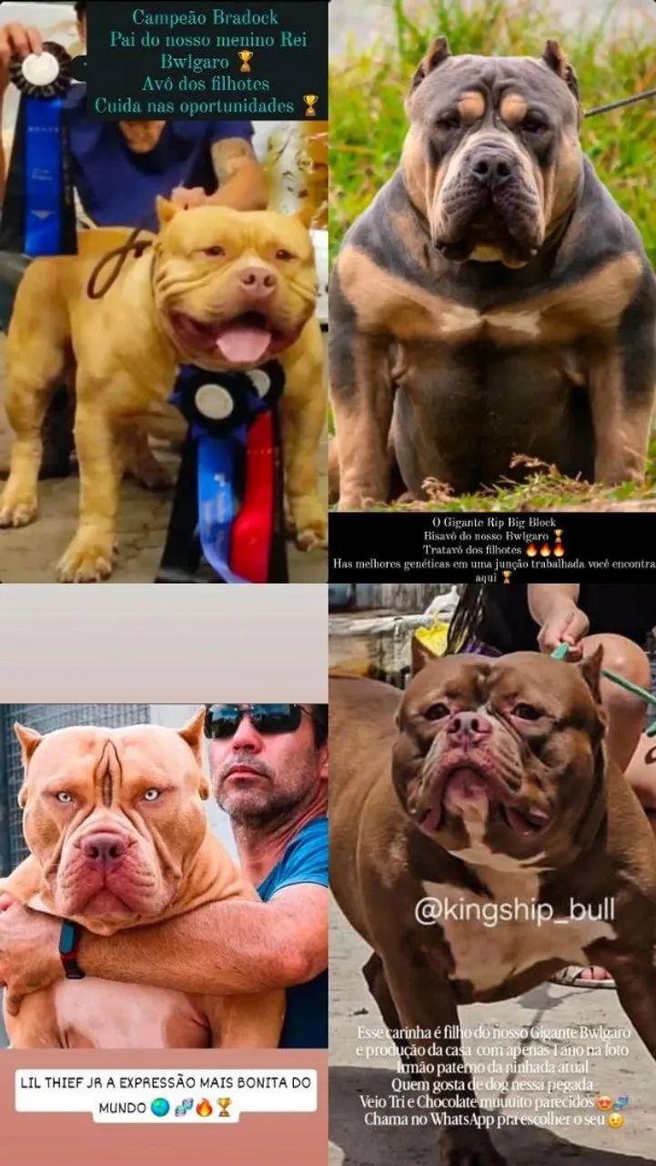 Pit Monster alto padrão tricolor Pedigree IBC netos de campeões de