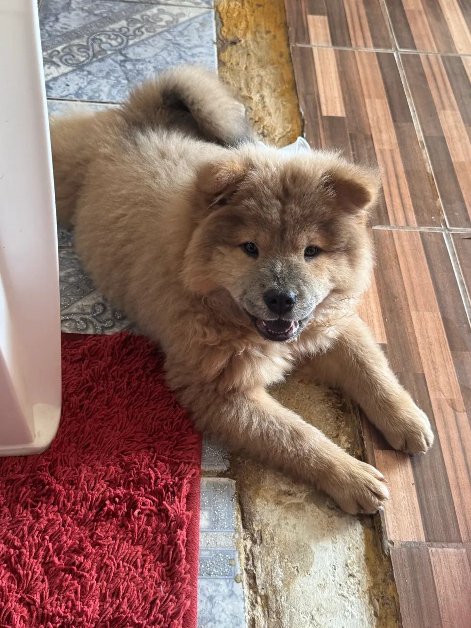 Filhote macho chow chow - Foto 2