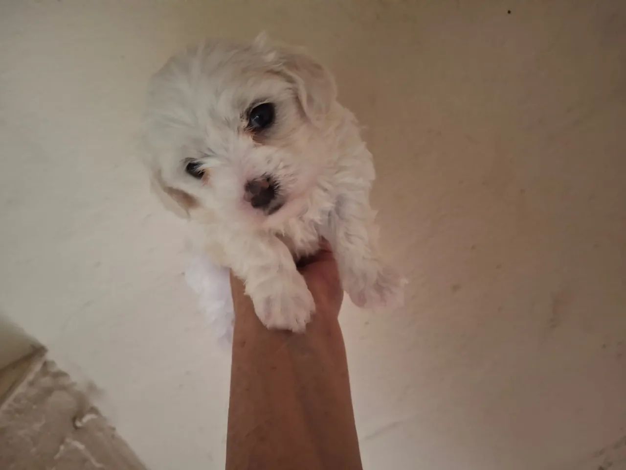 Maltês mini  - Foto 3
