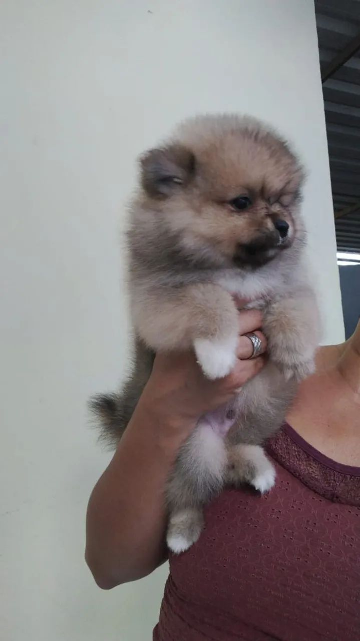 Vendo Spitz alemão anão 