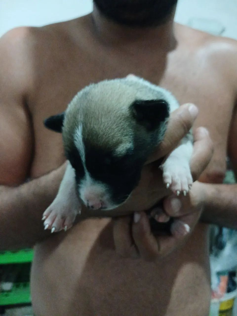 Pastor belga malinois  - Foto 4