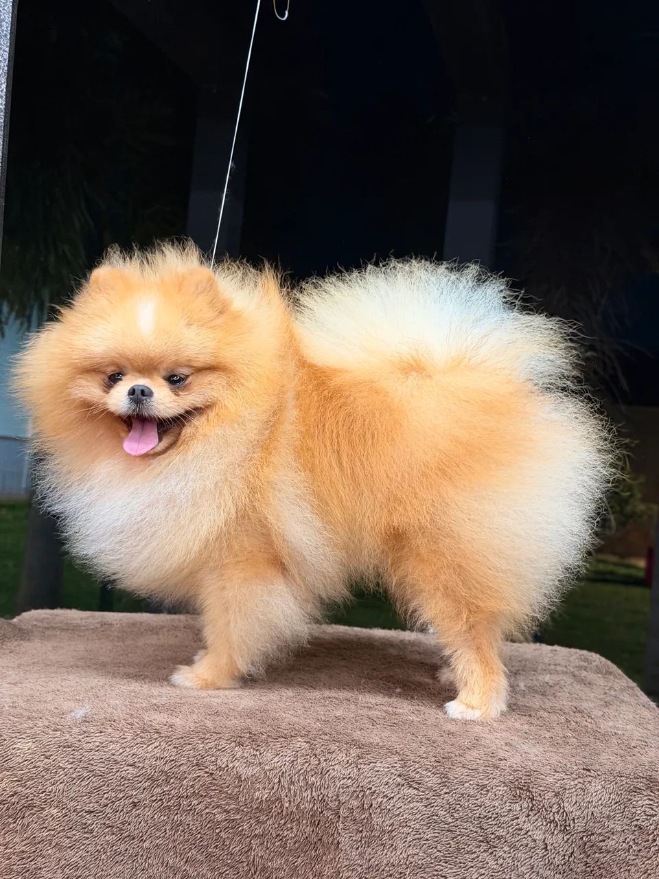 Lulu da pomerania padreador 