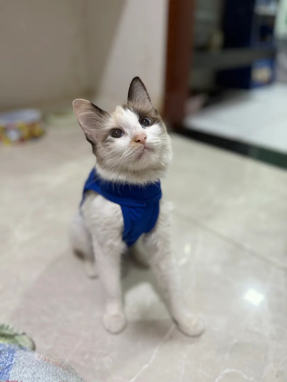 Adoção Responsável  - Foto 2
