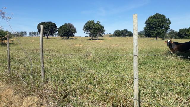 9 hectares terra região belo oriente - Foto 3