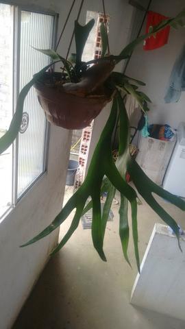 Planta chifre de viado - Foto 2