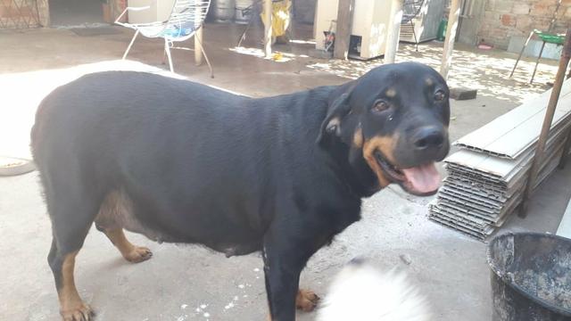 Filhote de Rottweiler - Foto 5