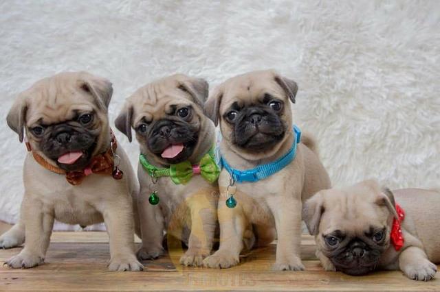 Pugs filhotes disponíveis - Foto 2