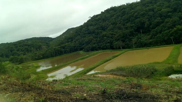 Fazenda em Jacupiranga-SP Barro Branco Vale do Ribeira - Foto 4