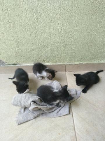 Gatos - Foto 4