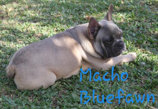 Machinho de Bulldog Francês 10 x sem juros
