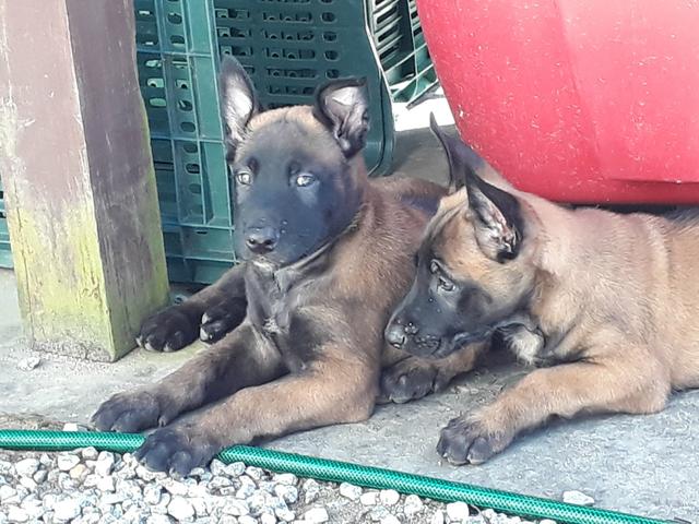 Pastor Belga Malinois - Foto 4