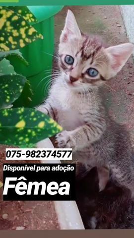 Gatos