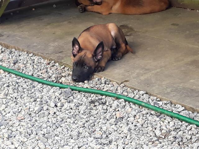 Pastor Belga Malinois - Foto 5