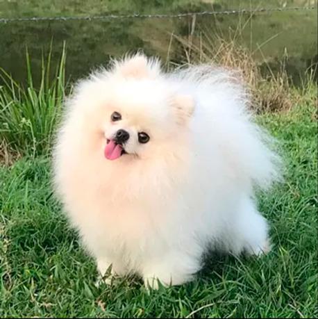Spitz Alemão