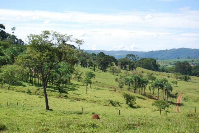 Fazenda com 12 alqueires em Terezópolis-GO - Foto 18