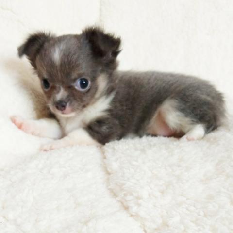 Chihuahuas azuis - Foto 2