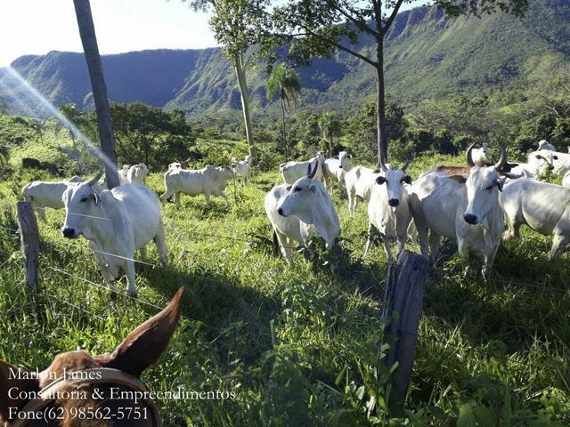 Fazenda em Niquelandia! - Foto 12