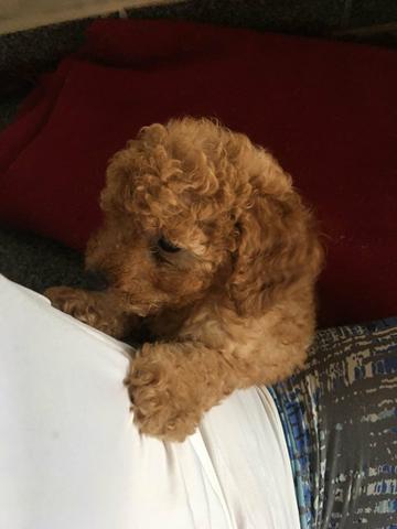 Poodle Toy Abricot (último filhote) - Foto 2