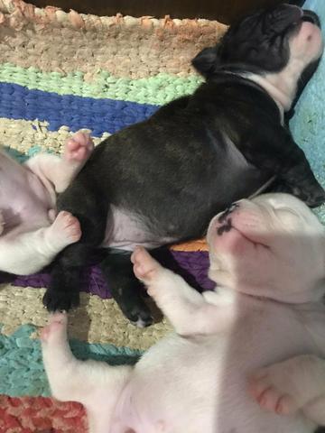Cachorros Bulldog francês - Foto 3