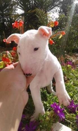 Bull terrier, filhotes lindos já desamados comendo ração!! - Foto 2