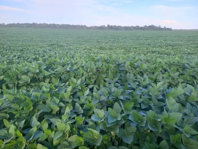 Fazenda de arroz com água Própria EXCLUSIVA 