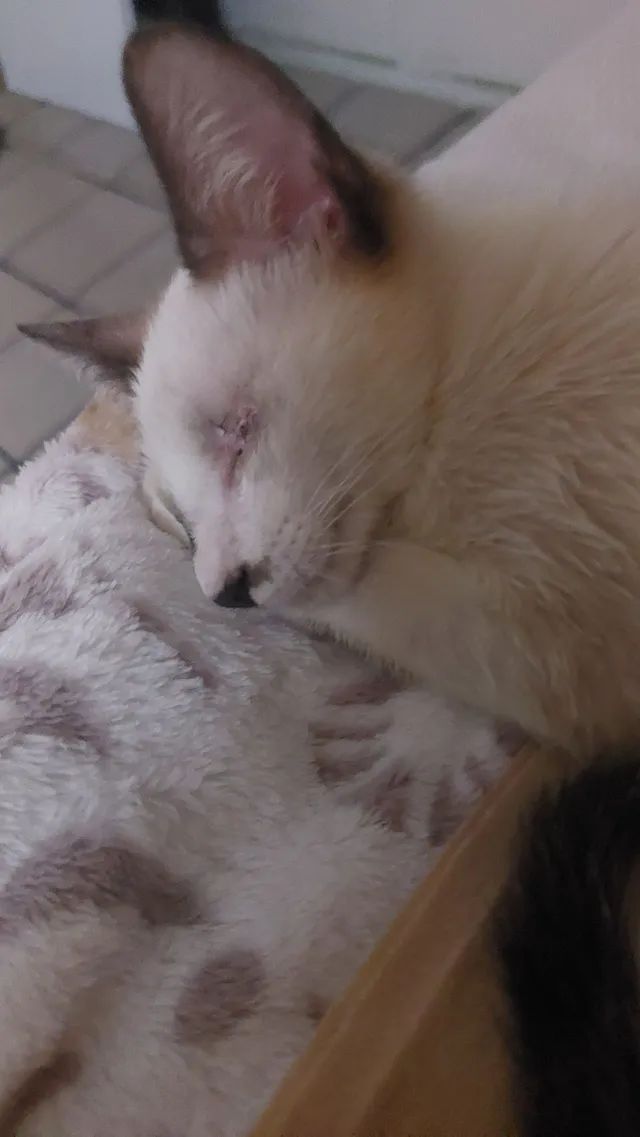 Gatinho especial (macho) psra adoção  - Foto 2