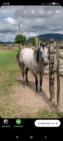 Cavalo QM 1/2 Sangue