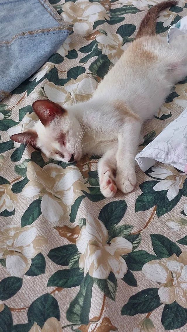 Gatinho especial (macho) psra adoção  - Foto 3