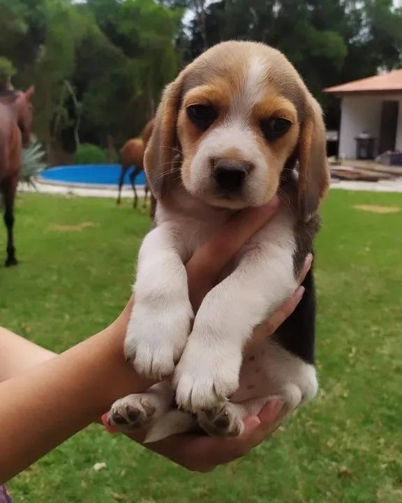 Beagle filhotes lindos com contrato de compra e venda 