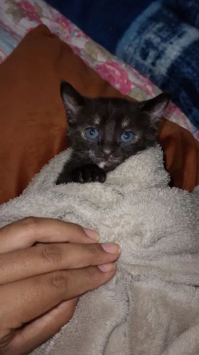 Filhote de gato (fêmea) - doação  - Foto 2