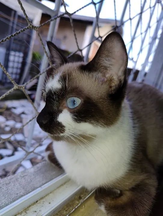 Gatas castradas em torno de 7 meses  - Foto 4