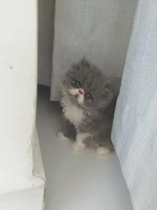 Vendo lindos gatinhos persas