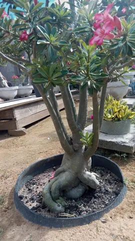 Rosa do deserto gigante - Foto 3