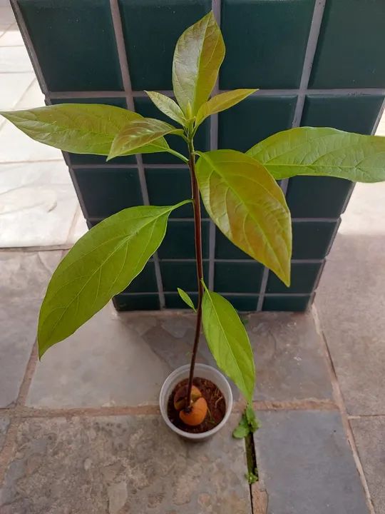Muda de Abacate - Planta de Abacate - Foto 2