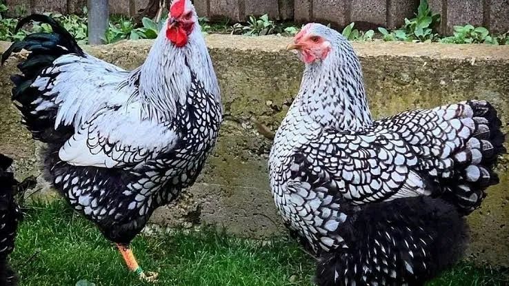 Pintinhos Frangos e Galinha Wyandotte 