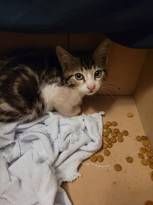 Gatinha filhote em busca de uma casa 